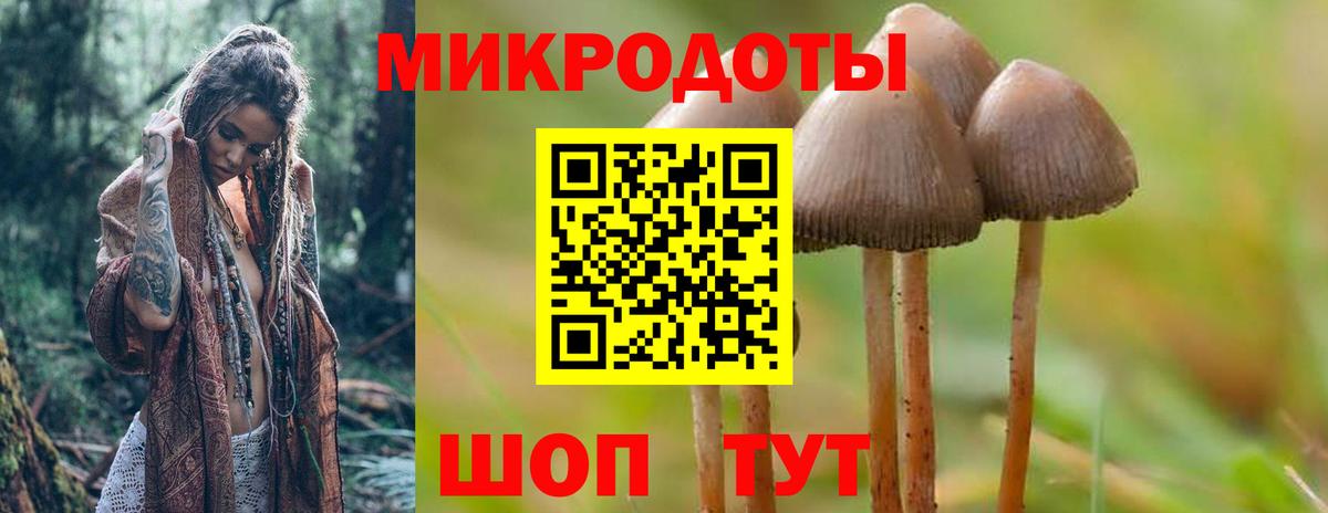 Галлюциногенные грибы Psilocybe Саратов